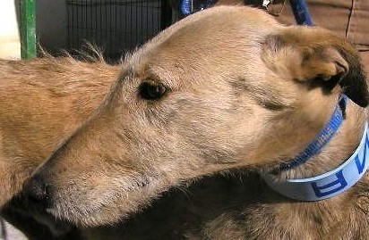 Rauhhaariger Galgo Español 