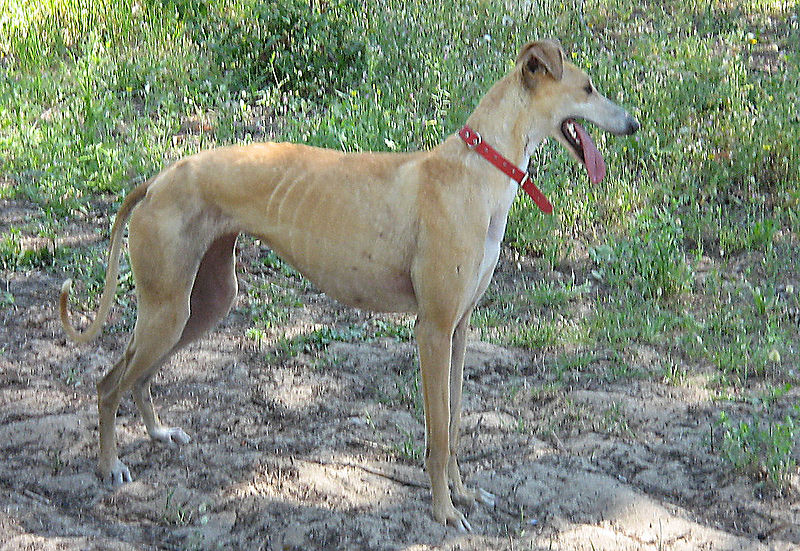 Galgo Español, Glatthaar 