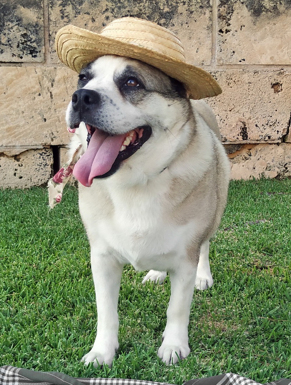 Gordi Gordi