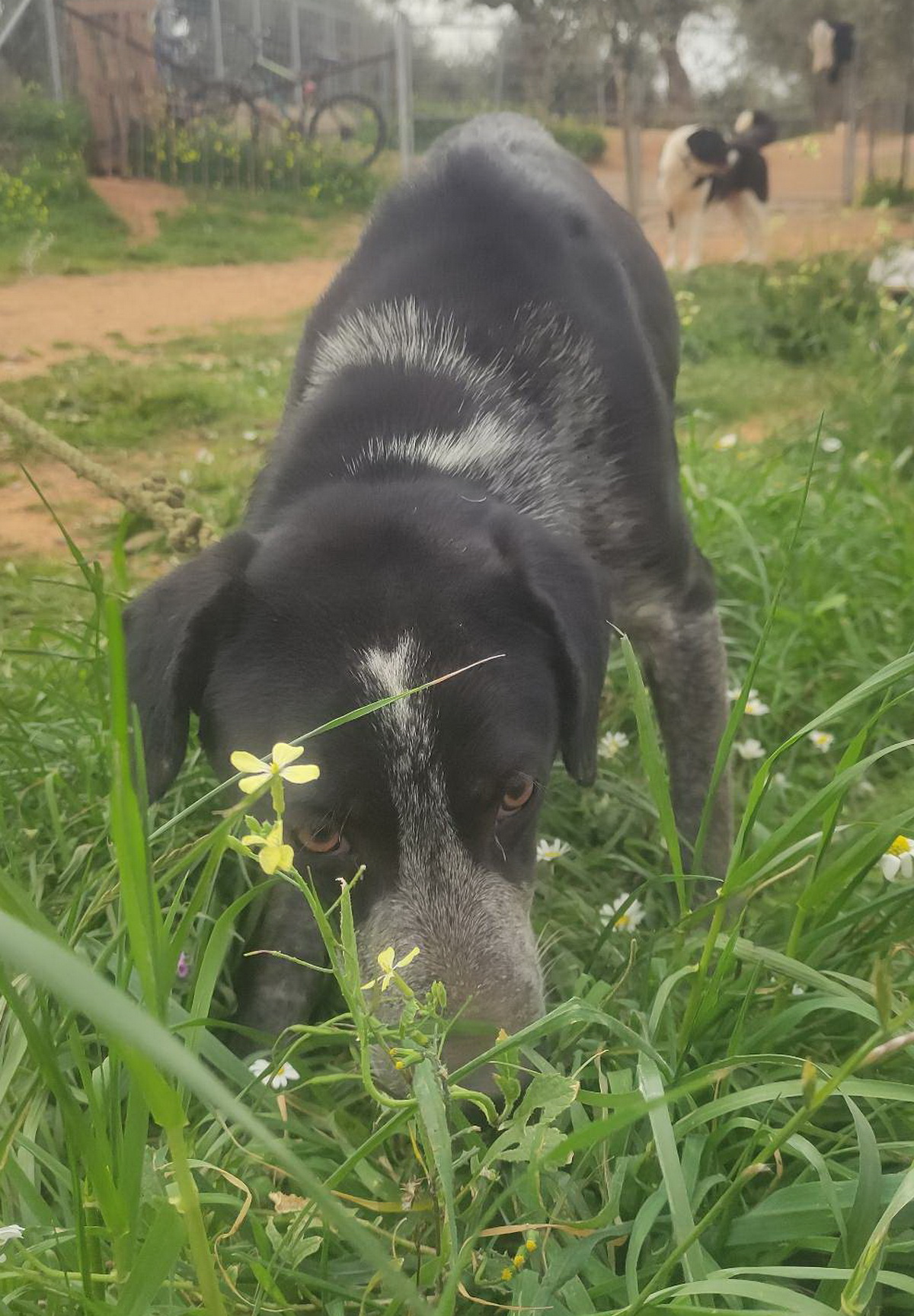 Agatha Agatha