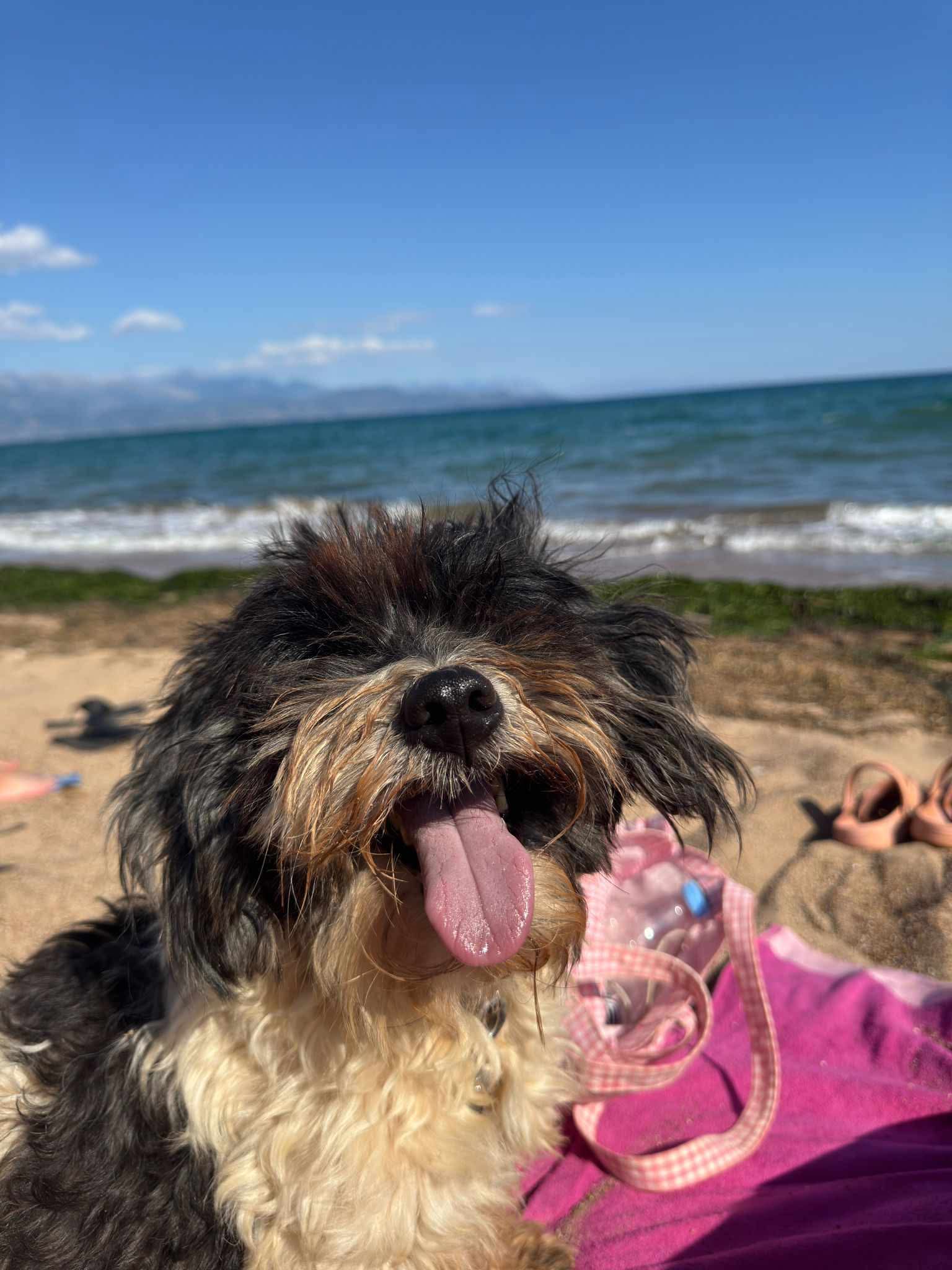 Fritzi (Fatsas) Fritzi (Fatsas)