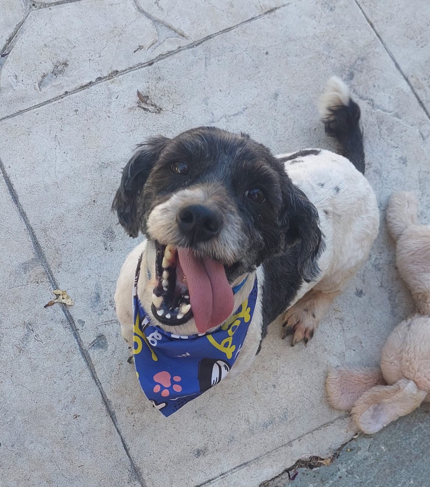 Fritzi (Fatsas) Fritzi (Fatsas)