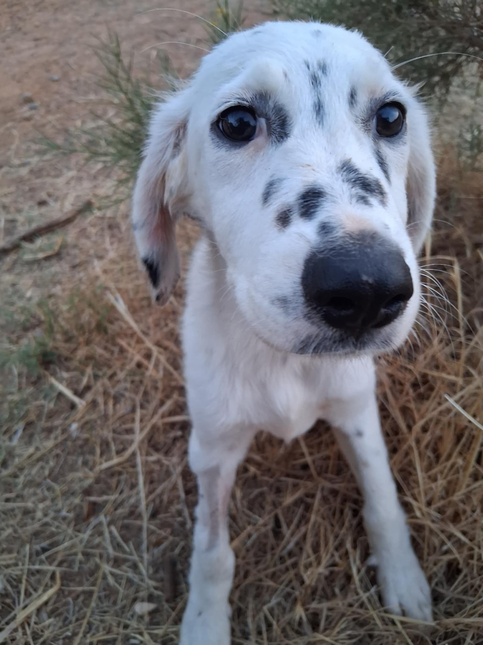 Dotty Dotty