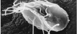 Giardia intestinalis