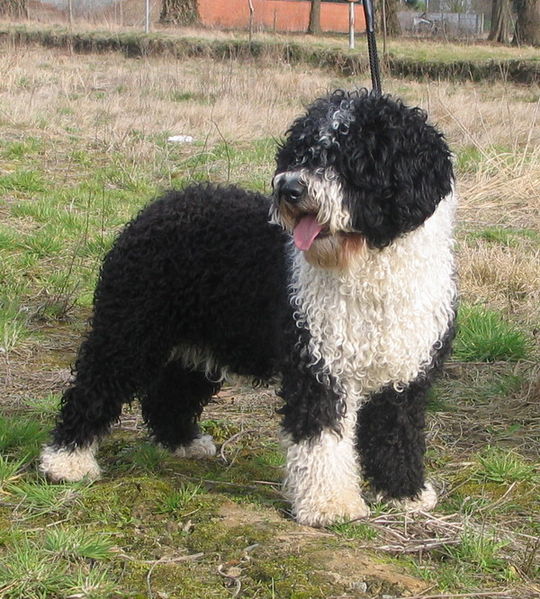 Perro de Agua Español