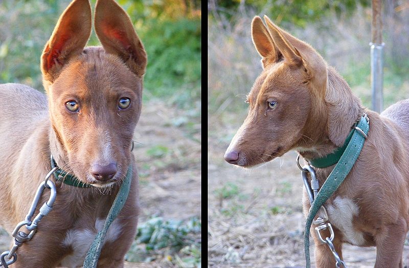 Podenco Andaluz 