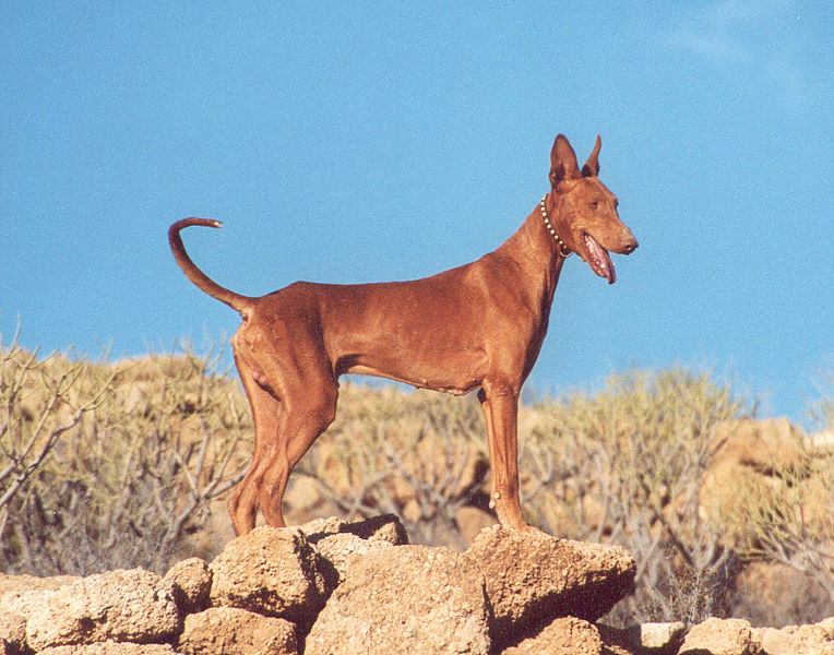 Podenco Canario 