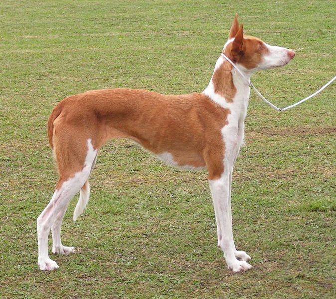 Podenco Ibicenco 